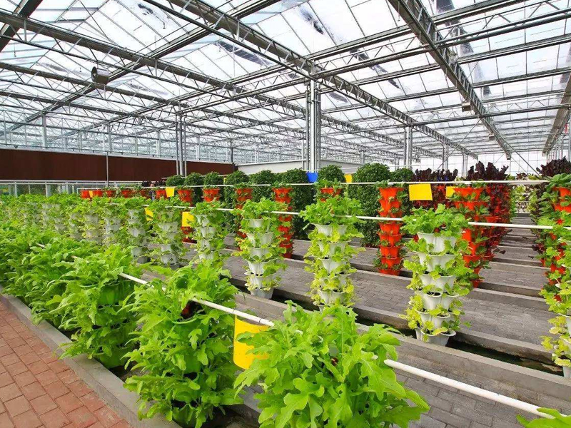 蔬菜分為哪幾大類(lèi)？你知道嗎？